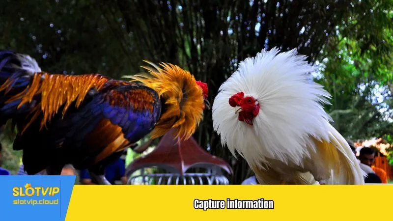 Capture information